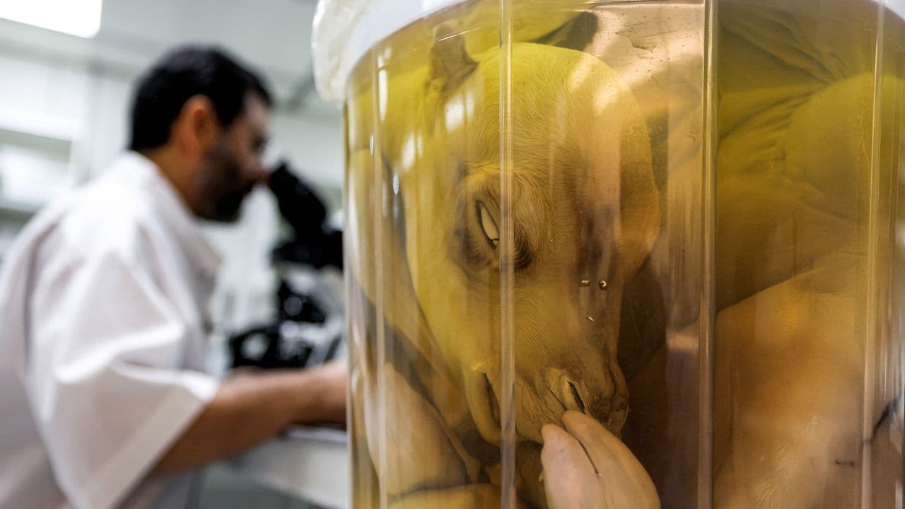 Dubai, capitale mondiale della clonazione dei cammelli: un business milionario