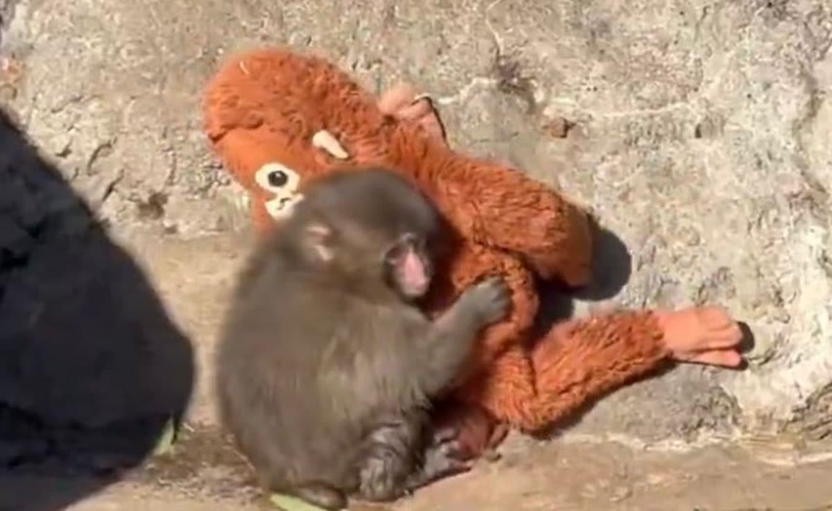 Punch, il macaco abbandonato che ha conquistato i social con il suo peluche