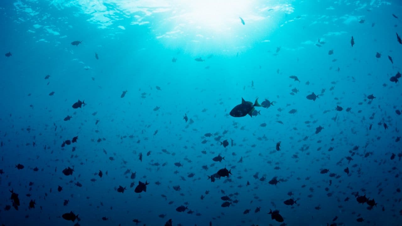Tragedia alle Maldive: cinque italiani morti in immersione subacquea