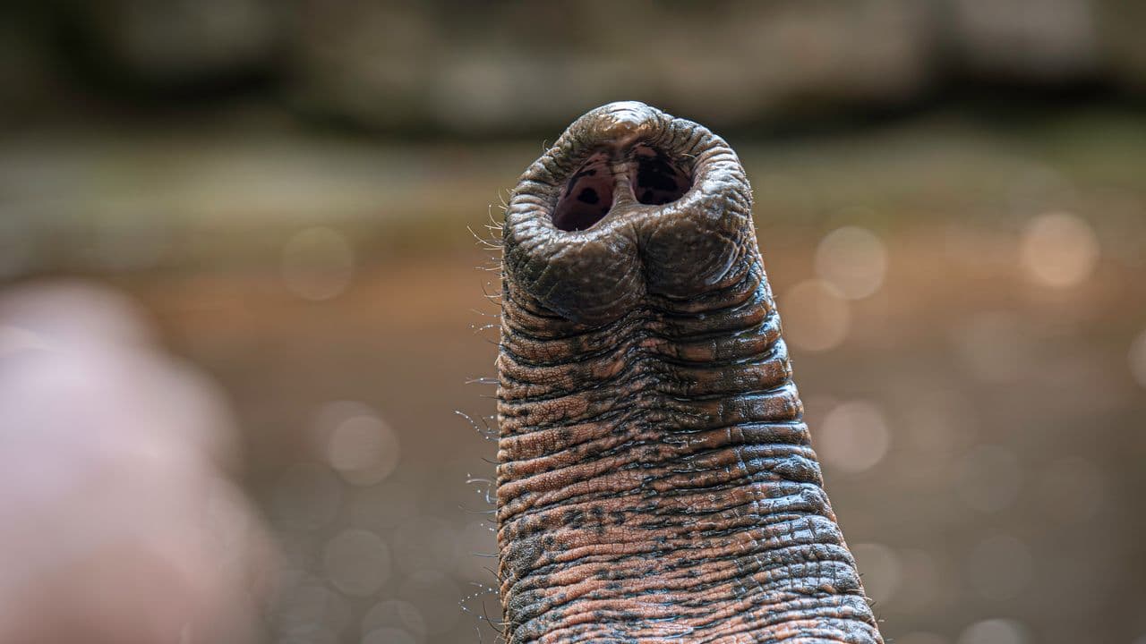 I segreti tattili della proboscide: peli degli elefanti rivelano intelligenza