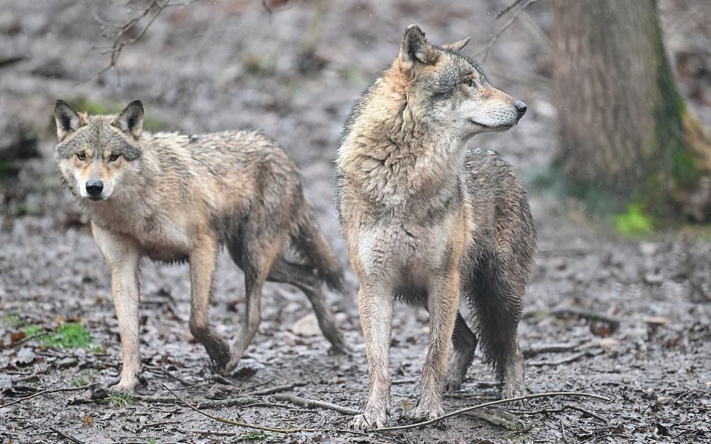 Lupi in città: studio rivela capacità di adattamento urbano